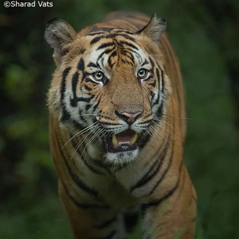 Tiger Safari India Bandhavgarh Tiger Safari Tours In 2023 24