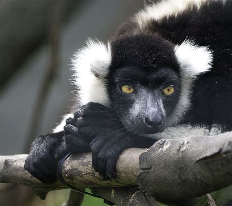 Detroit Zoo 05 18 2015 Black And White Ruffed Lemur 9 Flickr