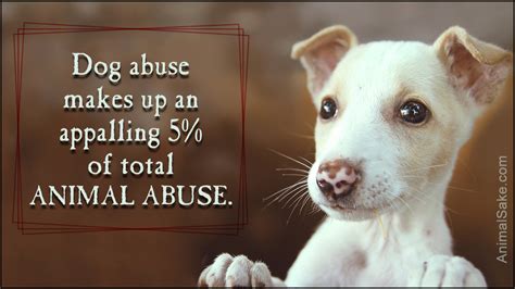 Top 100 Animal Cruelty Facts And Stats