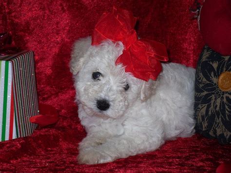 Will be 2 to 3 pounds fully grown. Maltipoo puppy for sale in Texas | Maltipoo puppy ...
