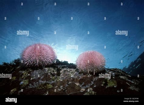 Common Or Edible Sea Urchin Echinus Esculentus Pair Grazing On A Rock