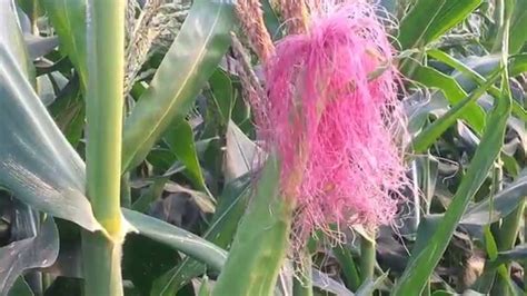 Maize Crop Tassel And Silk Male And Female Flowers Youtube