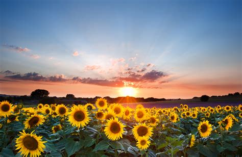 Sunflower Summer Sunset Landscape With Blue Skies Ffwpu Usa