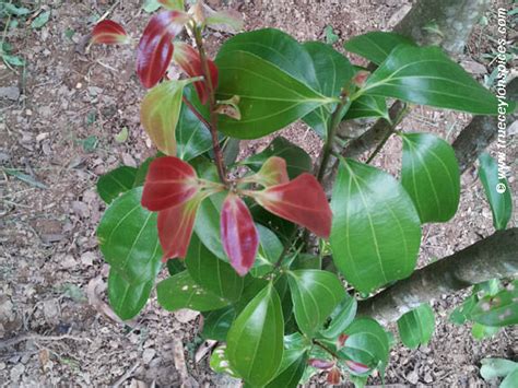 True Ceylon Cinnamon From Sri Lanka Tcs