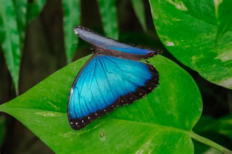 Blue Monarch Butterfly Meaning 9 Spiritual Signs