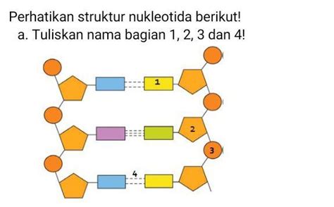 Perhatikan Struktur Nukleotida Berikut A Tuliskan Nama Bagian B My