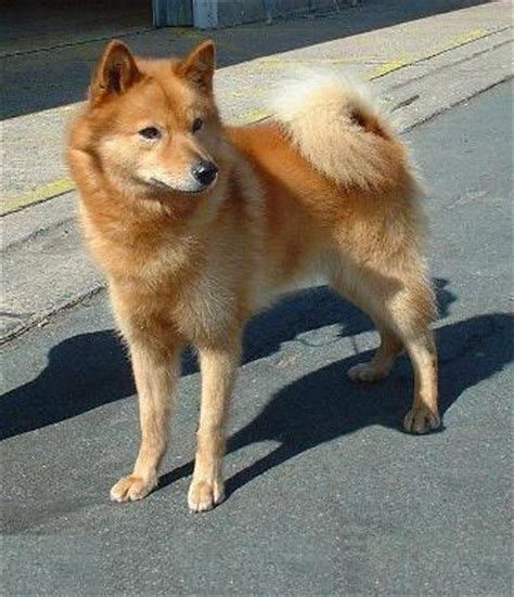 Pin By Thebosch22 On Finnish Spitz In 2020 Dog Breed Info Spitz Dog