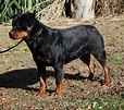 Rottweiler Female: Piper v HausderbergAKC Rottweiler Breeder offering ...