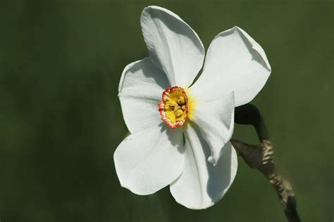 Narcissus Daffodil Petals Free Photo On Pixabay