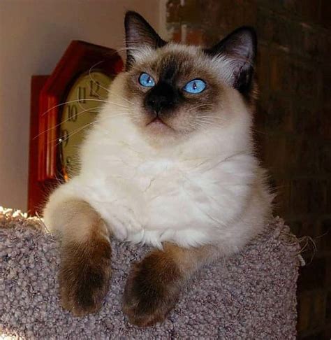 List Of Hypoallergenic Cat Breeds Best Cats For People With Allergies
