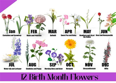 12 Birth Month Flowers And Their Meanings Blog Alpha Floral