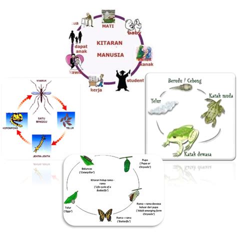 Kitaran Hidup Haiwan Kenali Jenis Nyamuk Di Malaysia