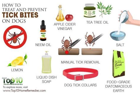 How To Treat And Prevent Tick Bites On Dogs Top 10 Home Remedies
