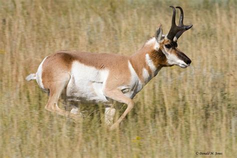 Antelope Animal Facts And Pictures All Wildlife Photographs