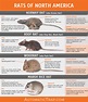 Rats | Types Of Rats In North America | Automatic Trap Company