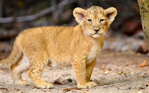 free download thats a cute little lion cub 1920x1200 wallpaper download page 814879 [1920x1200
