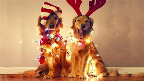 Funny The Most Excited Dog For Christmas Funny Pets Compilation Youtube