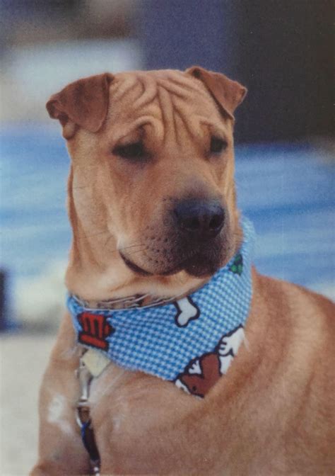 Our Shar Pei Pit Mix Oscar At Age 3 Rsharpei