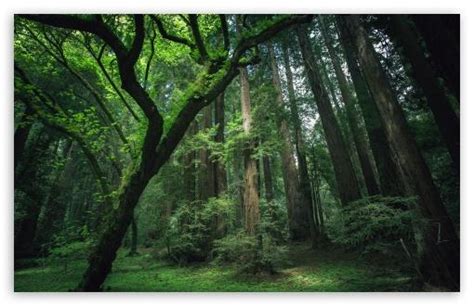 Free Download Wallpaper Proslut High Resolution Beautiful Nature Jungle