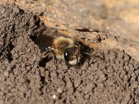 Remember The Ground Nesting Bees When You Make Your Patch Of Land