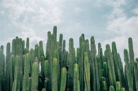 15 Tall Cactus Plants With Names Cactusway