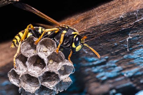 The Buzz About Paper Wasps These Pollinators Do More Good Than Harm In
