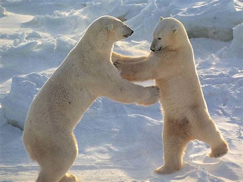 Polar Bear Facts And Information