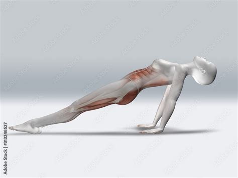 3d Female Figure In Reverse Plank Pose With Muscles Highlighted Stock