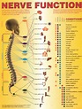 Annual World Spine Day Campaign – Nerve Function Chart