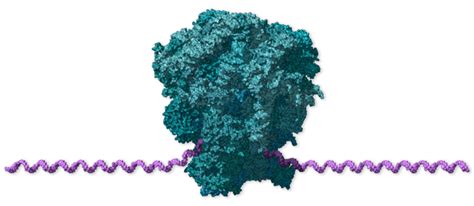 Bad News Wrapped In Protein Inside The Coronavirus Genome The New