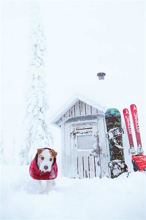 Outdoor Adventure Dog Lapland Snowy Outside Dog Photography Cute Jrt