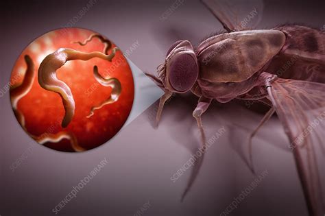 Tsetse Fly Artwork Stock Image C Science Photo Library