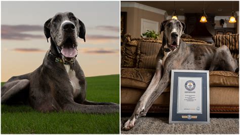 what is the largest great dane on record