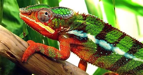 What is chameleon effect? by Psychologist Diary