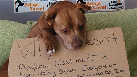 Dog Adopted After Touching Photo Goes Viral Abc11 Raleigh Durham