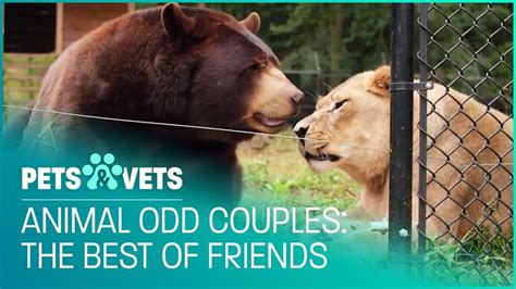 Are Animals Capable Of Feeling Complex Emotions Animal Odd Couples