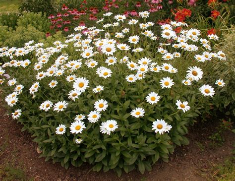 Shasta Daisy Umass Amherst Greenhouse Crops And Floriculture Program