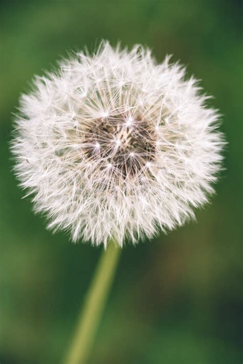 Dry Dandelions On Green Background Vintage Pastel Color Effe Stock