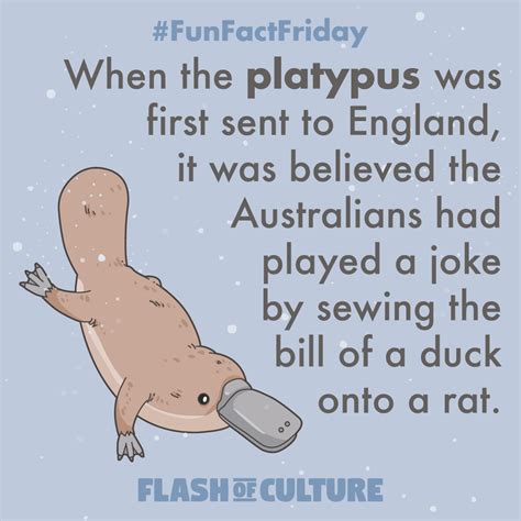 Fun Fact When The Platypus Was First Sent To England It Was Believed