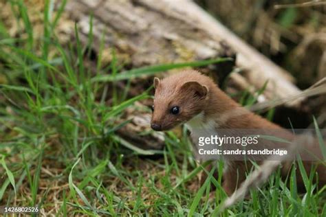 Weasel Hunting Photos And Premium High Res Pictures Getty Images