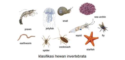 Hewan Invertebrata Pengertian Ciri Klasifikasi Dan Contohnya