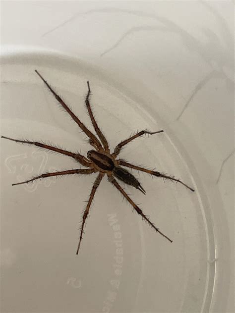 Need Help To Identify Cleveland Ohio Is This A Dangerous Spider I Found Two In My Home So Far