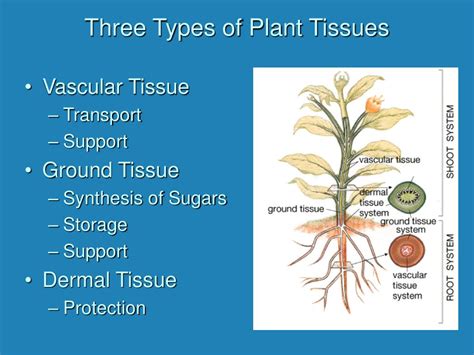 Ppt Plant Structure And Function Powerpoint Presentation