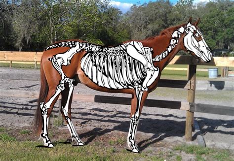 6 Tips How To Paint A Skeleton On Your Horse For Halloween