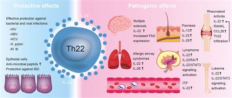 Features And Roles Of T Helper 22 Cells In Immunological Diseases And