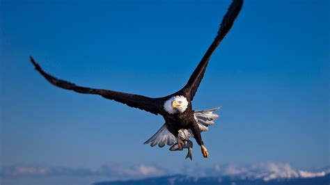 He is best known for his graphic novel memoir it's a bird. Flying Eagle. Live Wallpapers for Android - APK Download