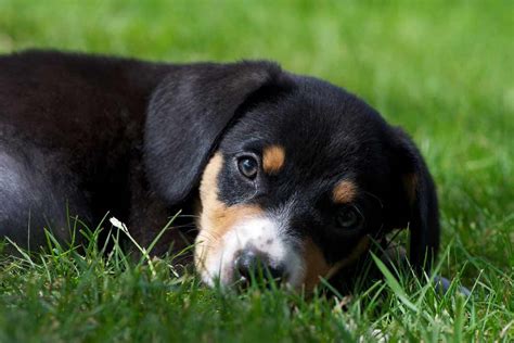 Entlebucher Mountain Dog Dog Breeds Facts Advice And Pictures