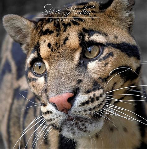 Male Clouded Leopard By Steven Hindon On 500px Big Cats Photography