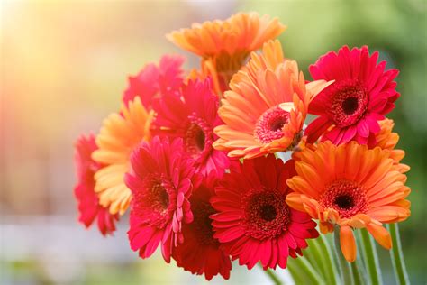 Gerbera Daisy Wallpaper 4k Bouquet Red Flowers