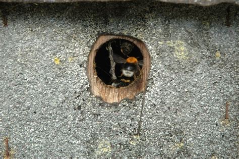 Bumblebees (genus bombus) nest in the ground, usually in abandoned rodent nests, and live in social communities. Peter Barker's Palette: Bumble Bee Nest!